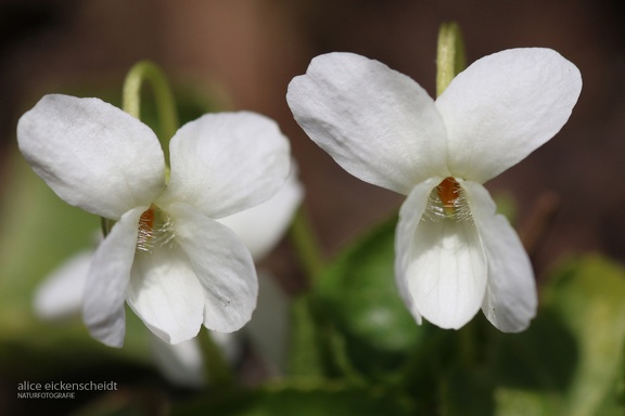 Weißes Veilchen (Viola alba)